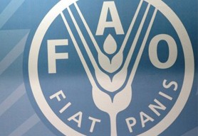 FAO (the Food and Agriculture Organisation of the United Nations)